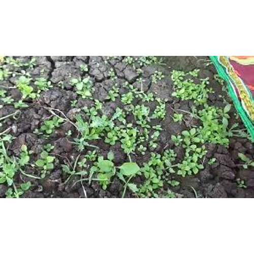 स्टीविया पौधा