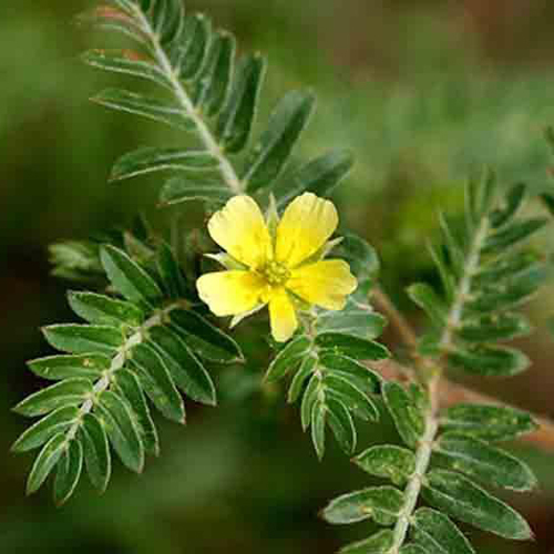 Tribulus Terrestris