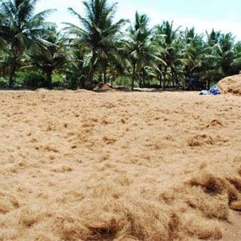 Coconut Coir Fibre