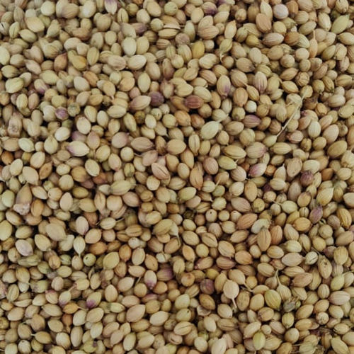 Coriander Seeds