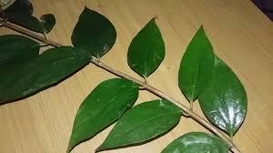 HARSHRINGAR