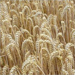 Wheat