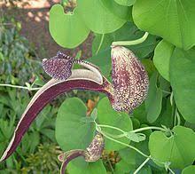 ARISTOLOCIA BRACTEATA