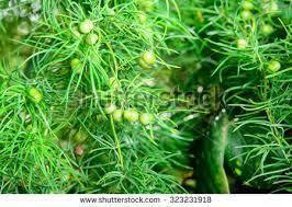 Asparagus Accendens