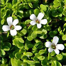 BACOPA MONNIERI - Creeping Herb with Green Leaves and White Flowers | Thrives in Hardiness Zones 9-11, Prefers Full Sun to Partial Shade, Requires Moderate Water