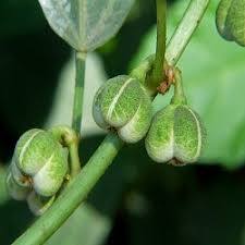 BALIOSPERMUM MOUNTANUM