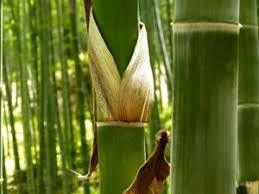 BAMBUSA ARUNDINACEA