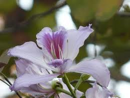 Bauhinia Variegata - Purple Bark Powder, Water Extracted in Sealed Container, 2-Year Shelf Life, Cool and Dry Storage