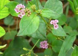 Boerhaavia Diffusa - Prostrate Herb with Small Pink Flowers, Ovate Leaves and Capsule Fruits