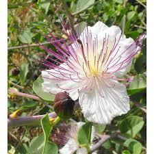 CAPPARIS SPINOSA
