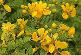 CASSIA AURICULATA