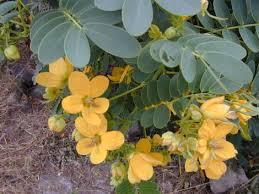 CASSIA OCCIDENTALIS