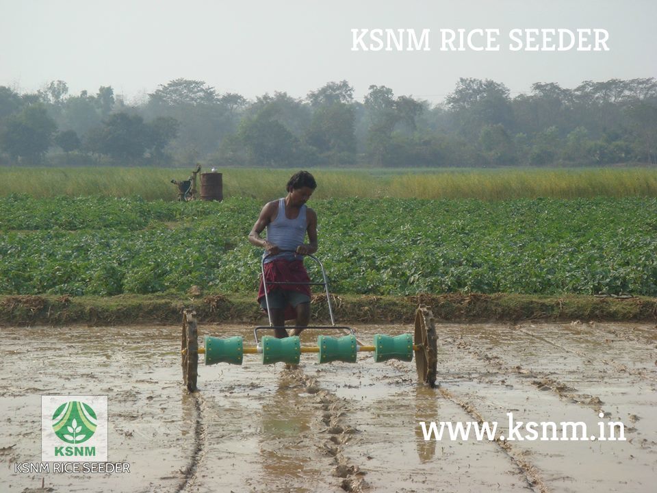 Direct Paddy Seeder / 25 X 25 Cm / 8 Rows - Color: Green