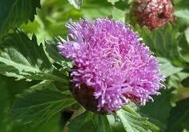 CENTRATHERUM/ VERNONIA