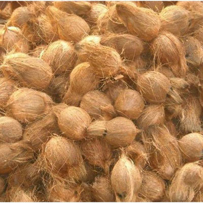 नेचुरल सेमी हस्कड कोकोनट