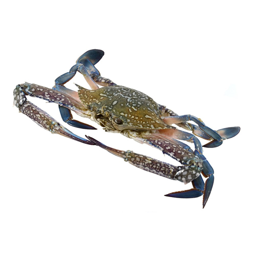 Frozen Crab - Blue Swimming Crab Raw, 100-300 gms in Airtight Container, No Preservatives, Ideal for Various Cuisines