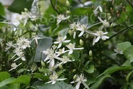 Clematis Triloba