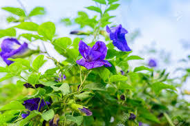 CLITORIA TERNATA