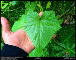 CUCUMIS SATIVUS