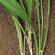 CURCULIGO ORCHIOIDES