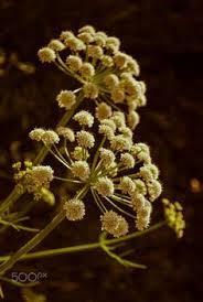 DAUCUS CAROTA