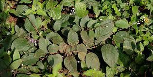 DESMODIUM GANGETICUM