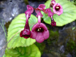 DIDYMOCARPUS PEDICELLA
