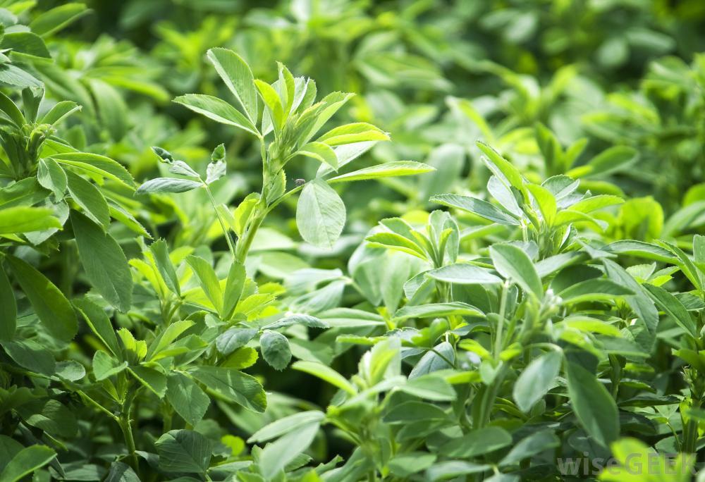Alfalfa Extract - Grade: Food Grade