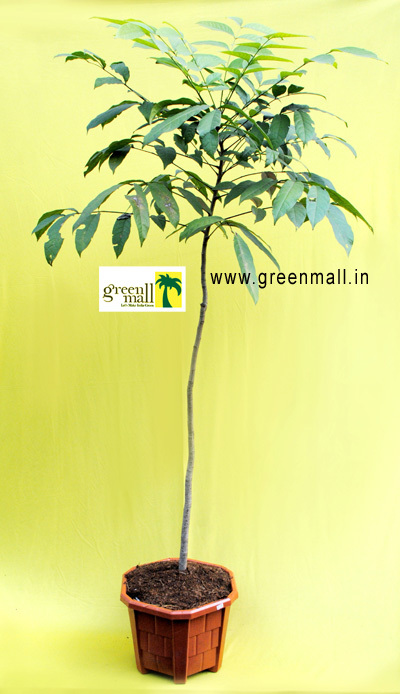 पु फिल्म हाइड्रोकॉलॉइड वाउंड ड्रेसिंग