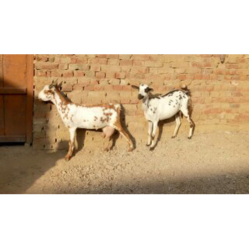 Barbari Breed Goat