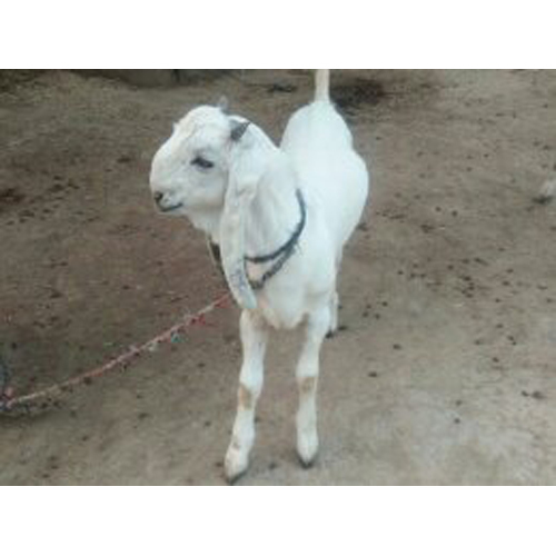 Jamunapari Goat