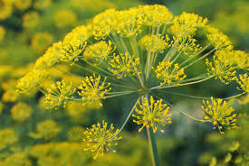 FERULA GALBANIFLUA