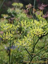 FOENICULLUM VULGARE