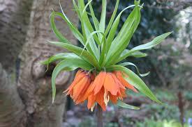 Fritillaria Ragki