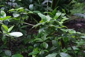 GARDENIA GUMMIFERA