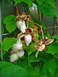 Gossypium Herbaceum