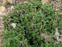 Grewia Tenax