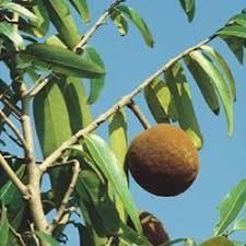 HYDNOCARPUS WIGHTIANA