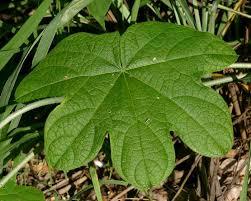 JATEORHIZA PALMATA