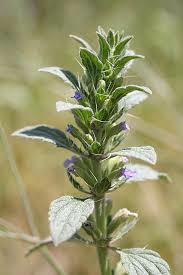 LALLEMANTIA ROYLEANA - Velvet Leaves, Purple Flowers | Herbal Extract, Antioxidant Rich, Immune Support