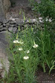 LILIUM POLYPHYLLUM
