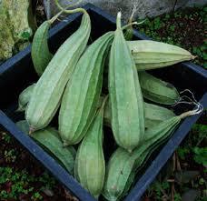 LUFFA ACUTANGULA