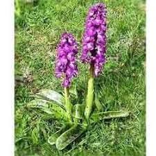 ORCHIS LATIFOLIA