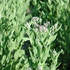 PLUCHEA LANCHEOLATA