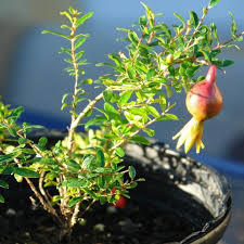 PUNICA GRANATUM