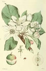 PYRUS MALLUS