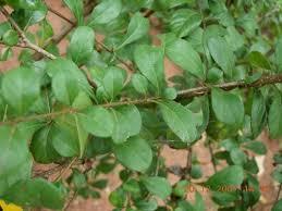 RANDIA DUMETORIUM