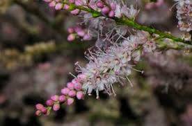 Tamarix Gallica