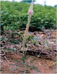 URARIA PICTA