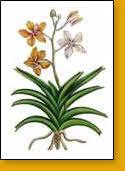 VANDA ROXBURGHII